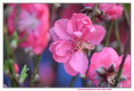 15022018_Victoria Park_CNY Flower Fair_Peach00028