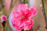 15022018_Victoria Park_CNY Flower Fair_Peach00030