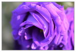 15022018_Victoria Park_CNY Flower Fair_Roses00002