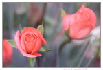 15022018_Victoria Park_CNY Flower Fair_Roses00003