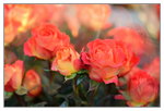 15022018_Victoria Park_CNY Flower Fair_Roses00004