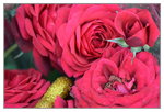 15022018_Victoria Park_CNY Flower Fair_Roses00005