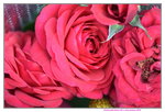 15022018_Victoria Park_CNY Flower Fair_Roses00006