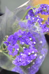 15022018_Victoria Park_CNY Flower Fair_Varieties00005