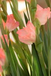 15022018_Victoria Park_CNY Flower Fair_Varieties00010