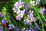 15022018_Victoria Park_CNY Flower Fair_Varieties00025