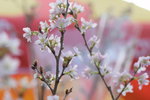 15022018_Victoria Park_CNY Flower Fair_Varieties00032