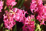 15022018_Victoria Park_CNY Flower Fair_Varieties00048