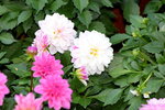 15022018_Victoria Park_CNY Flower Fair_Varieties00053