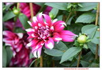15022018_Victoria Park_CNY Flower Fair_Varieties00054