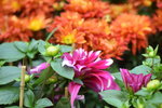 15022018_Victoria Park_CNY Flower Fair_Varieties00055