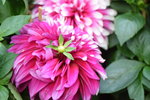 15022018_Victoria Park_CNY Flower Fair_Varieties00057