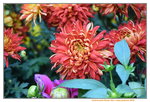 15022018_Victoria Park_CNY Flower Fair_Varieties00058