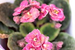 15022018_Victoria Park_CNY Flower Fair_Varieties00060