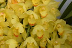 15022018_Victoria Park_CNY Flower Fair_Varieties00061