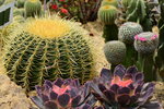 16032018_Hong Kong Flower Show 2018_Cactus00009