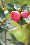 16032018_Hong Kong Flower Show 2018_Camelia00001