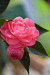 16032018_Hong Kong Flower Show 2018_Camelia00002
