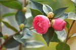 16032018_Hong Kong Flower Show 2018_Camelia00003