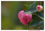 16032018_Hong Kong Flower Show 2018_Camelia00004
