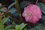 16032018_Hong Kong Flower Show 2018_Camelia00005