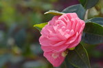 16032018_Hong Kong Flower Show 2018_Camelia00006