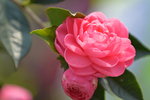 16032018_Hong Kong Flower Show 2018_Camelia00008