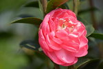 16032018_Hong Kong Flower Show 2018_Camelia00009