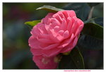 16032018_Hong Kong Flower Show 2018_Camelia00010