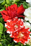 16032018_Hong Kong Flower Show 2018_Dahlia00001