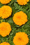 16032018_Hong Kong Flower Show 2018_Dahlia00002