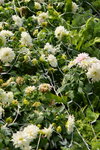 16032018_Hong Kong Flower Show 2018_Dahlia00003
