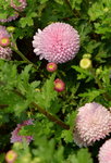 16032018_Hong Kong Flower Show 2018_Dahlia00004