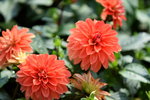 16032018_Hong Kong Flower Show 2018_Dahlia00005