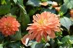 16032018_Hong Kong Flower Show 2018_Dahlia00006