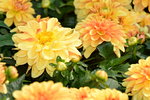16032018_Hong Kong Flower Show 2018_Dahlia00007