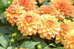 16032018_Hong Kong Flower Show 2018_Dahlia00008