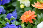 16032018_Hong Kong Flower Show 2018_Dahlia00009