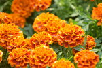 16032018_Hong Kong Flower Show 2018_Dahlia00010