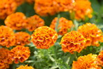 16032018_Hong Kong Flower Show 2018_Dahlia00011
