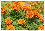 16032018_Hong Kong Flower Show 2018_Dahlia00012