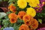 16032018_Hong Kong Flower Show 2018_Dahlia00013