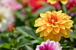 16032018_Hong Kong Flower Show 2018_Dahlia00014