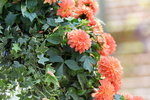 16032018_Hong Kong Flower Show 2018_Dahlia00015