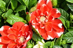16032018_Hong Kong Flower Show 2018_Dahlia00016