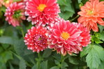 16032018_Hong Kong Flower Show 2018_Dahlia00017