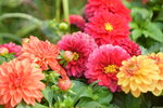 16032018_Hong Kong Flower Show 2018_Dahlia00018