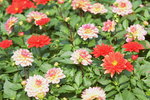 16032018_Hong Kong Flower Show 2018_Dahlia00019