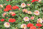 16032018_Hong Kong Flower Show 2018_Dahlia00020