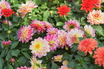 16032018_Hong Kong Flower Show 2018_Dahlia00021